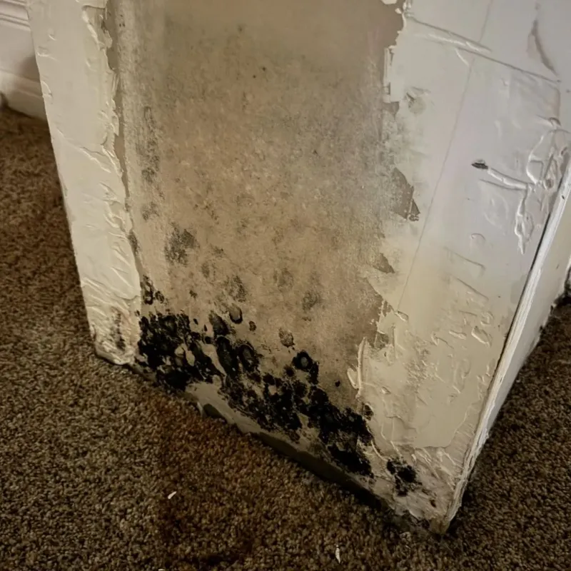 Professional Mold Removal in DeQuincy, LA